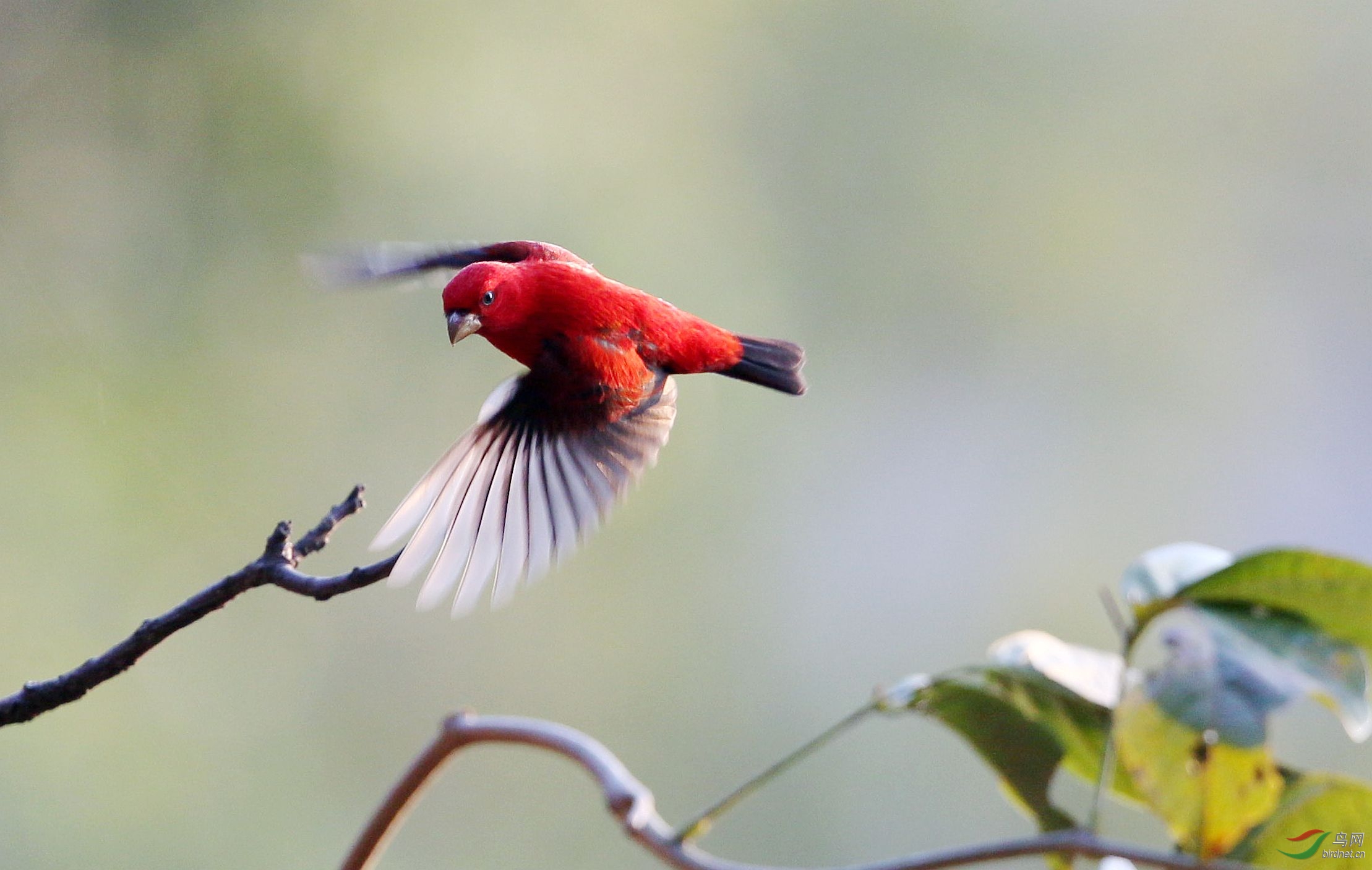血雀——祝朋友们周末快乐!