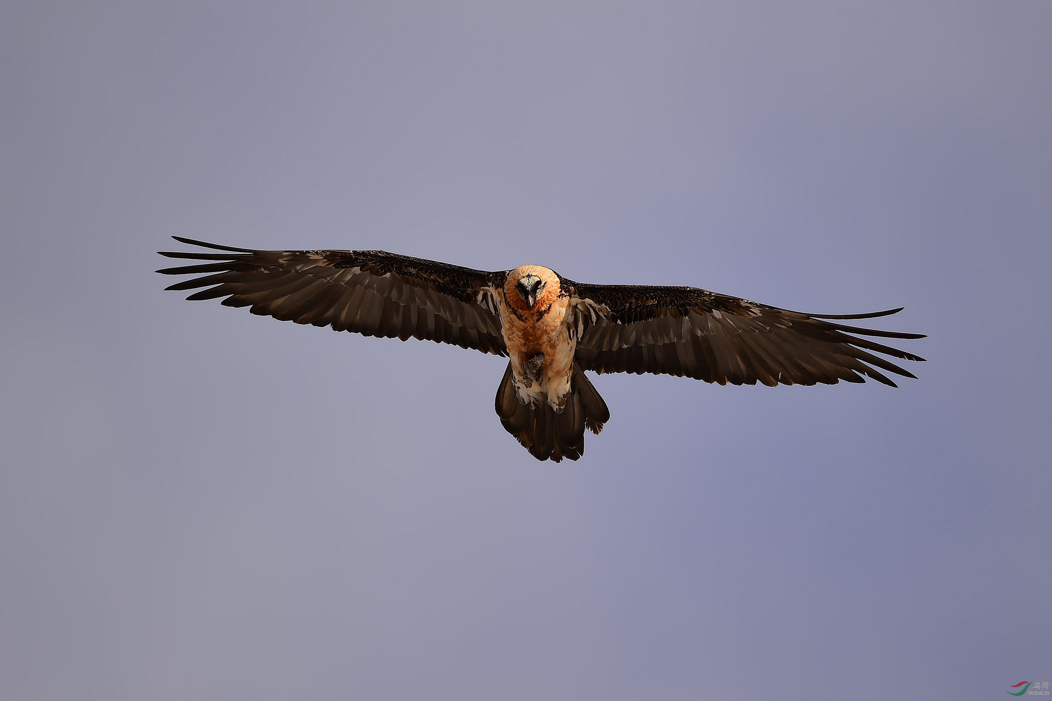 空中翱翔的胡兀鹫