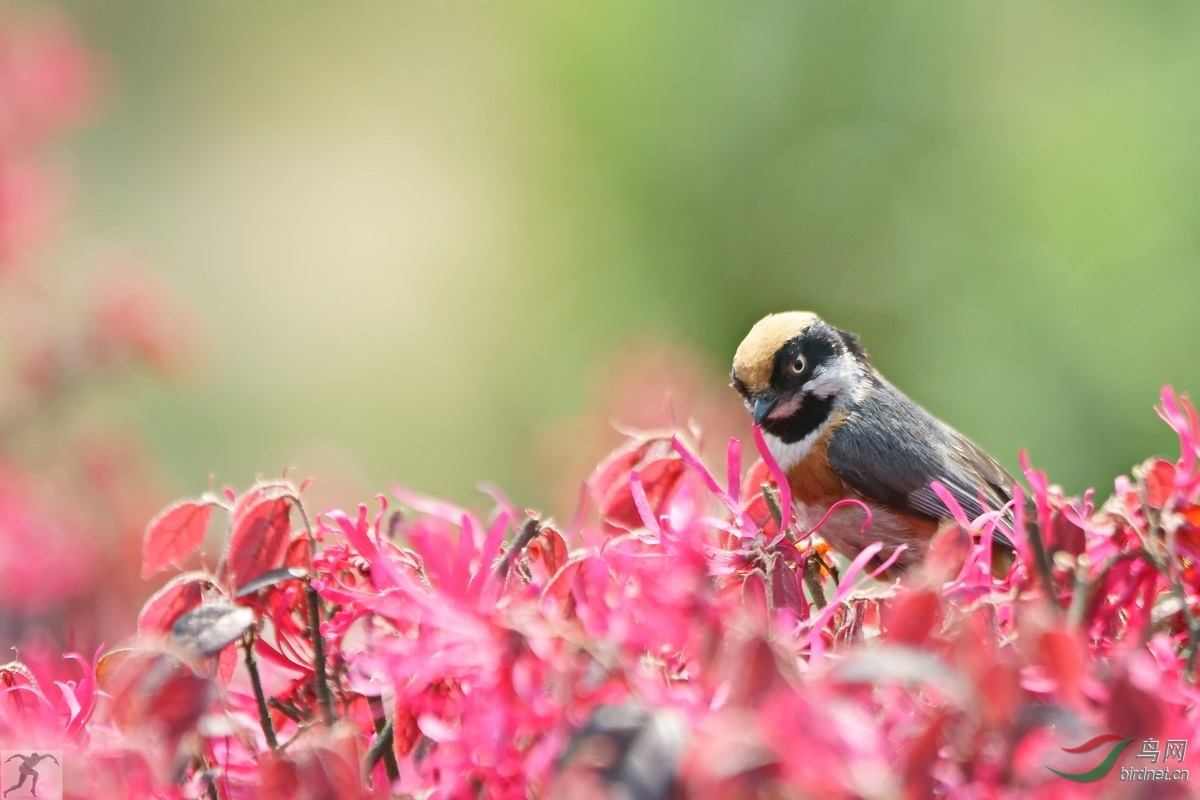 红头长尾山雀 红花 - 观鸟拍鸟之旅 bird trip reports 鸟网