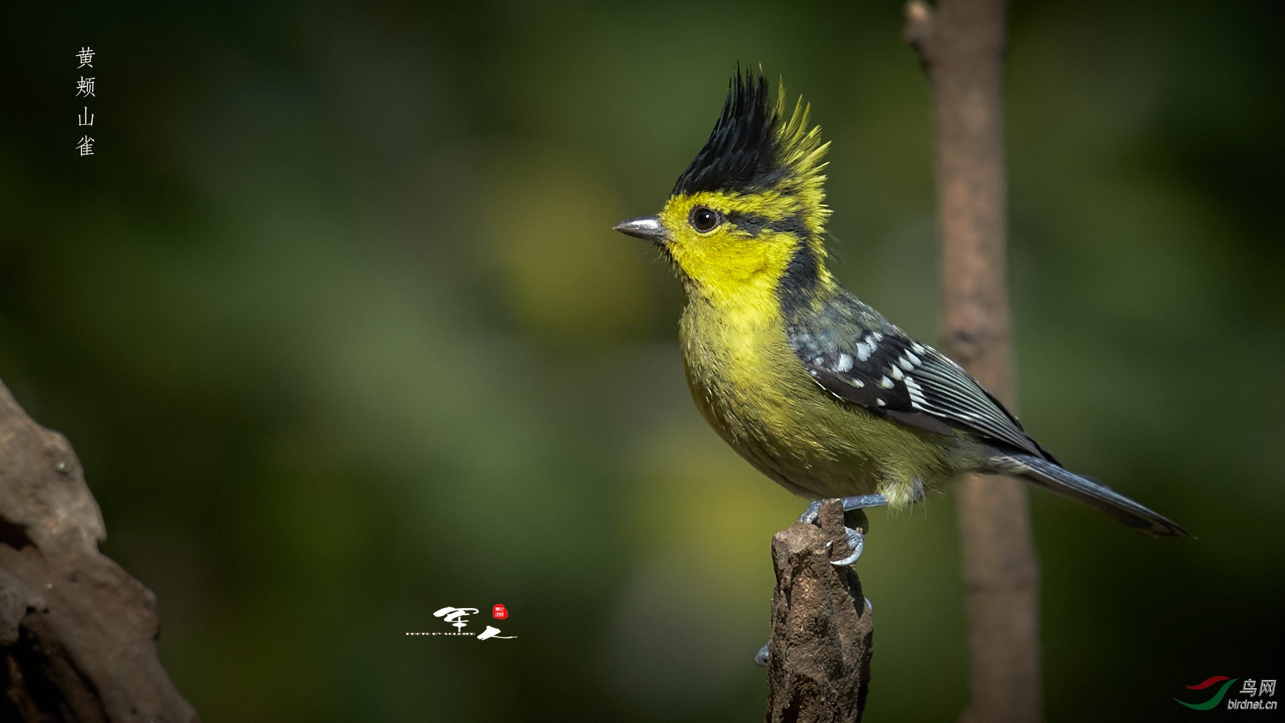 高黎贡山百花岭之 黄颊山雀 1