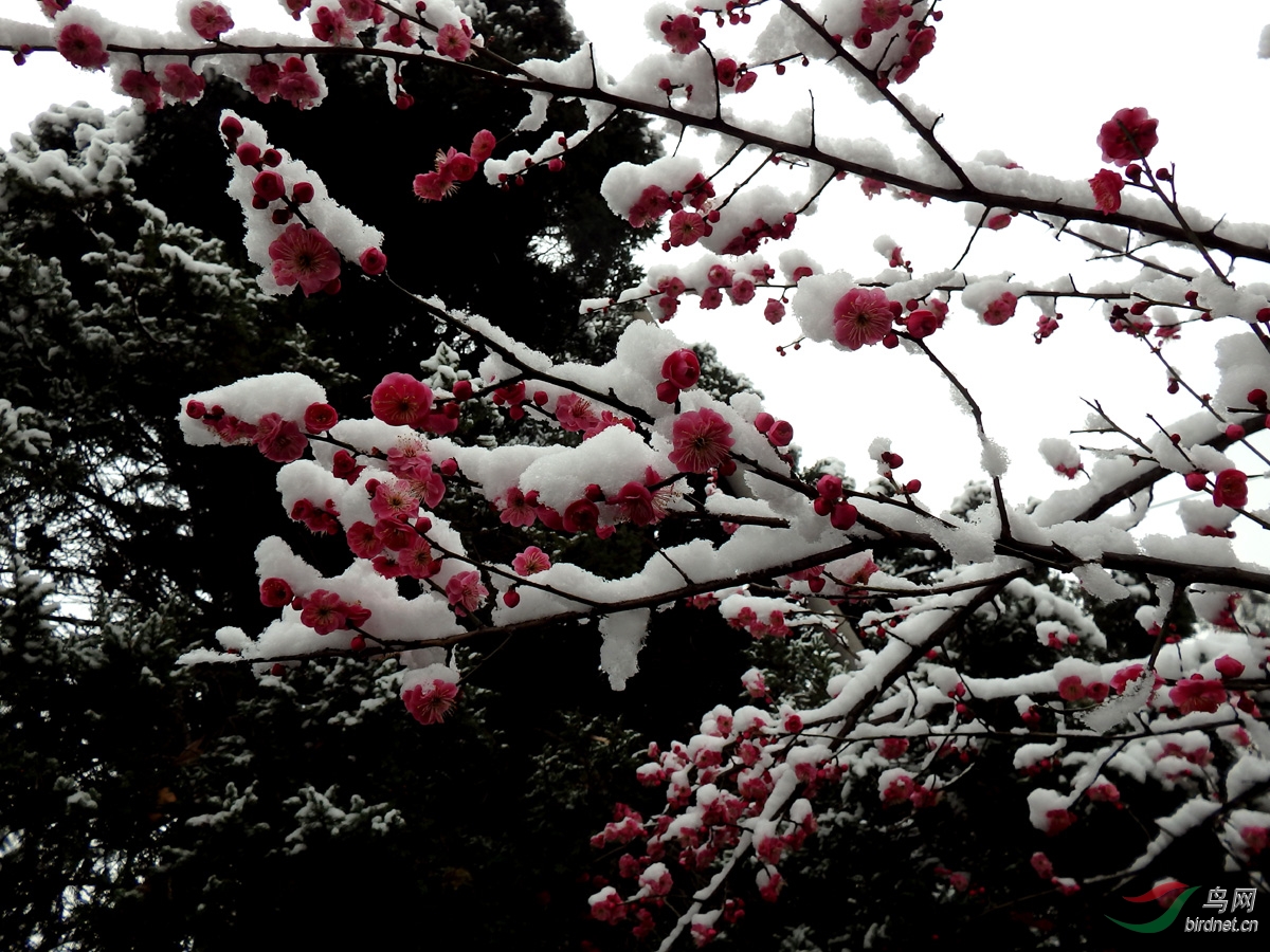 雪中红梅