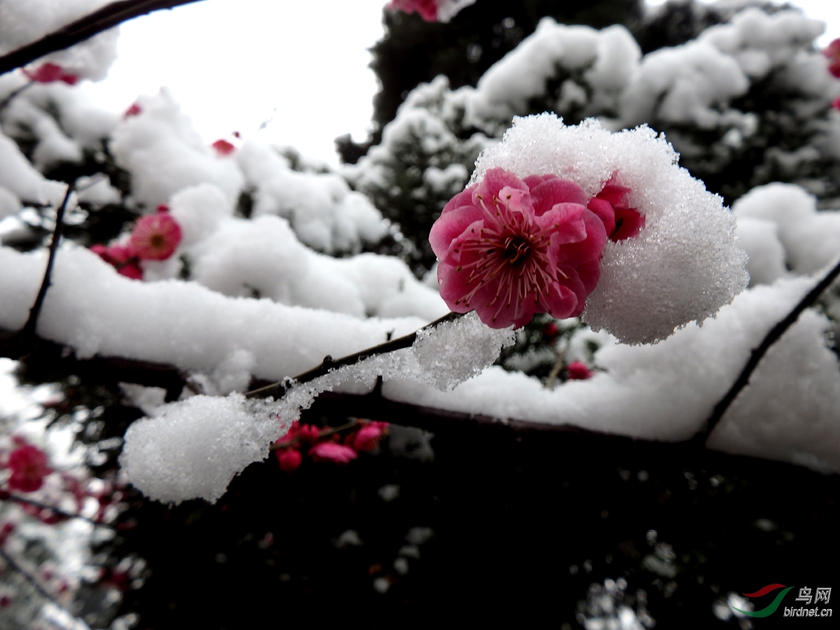 雪中紅梅