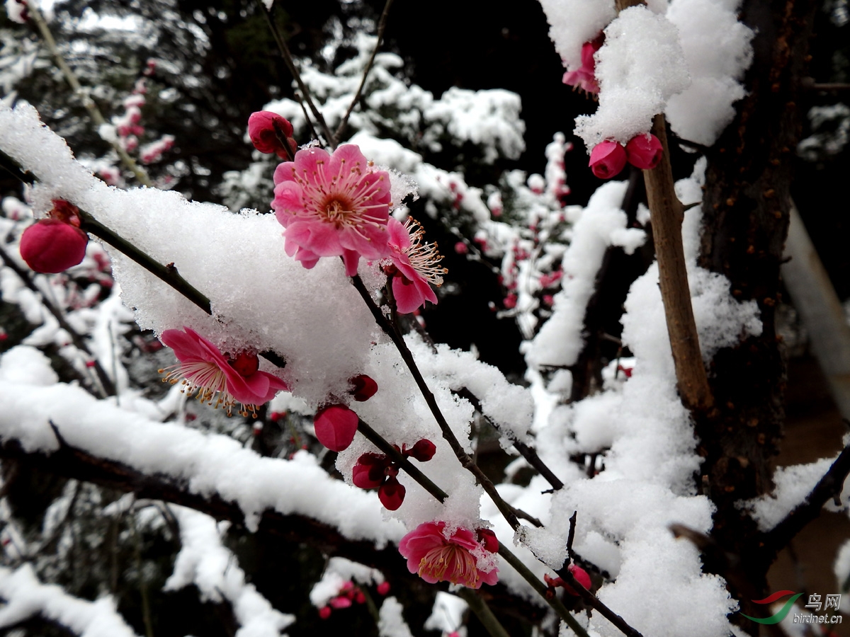 雪中紅梅