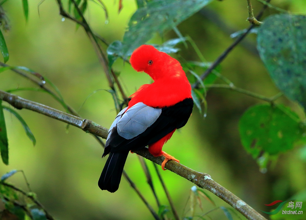 2015厄瓜多尔拍鸟记