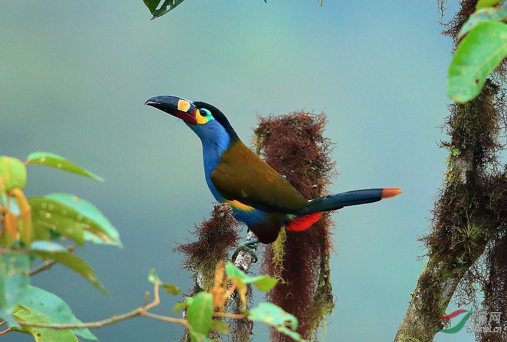 ����ɽ������Plate-billed Mountain-Toucan.jpg