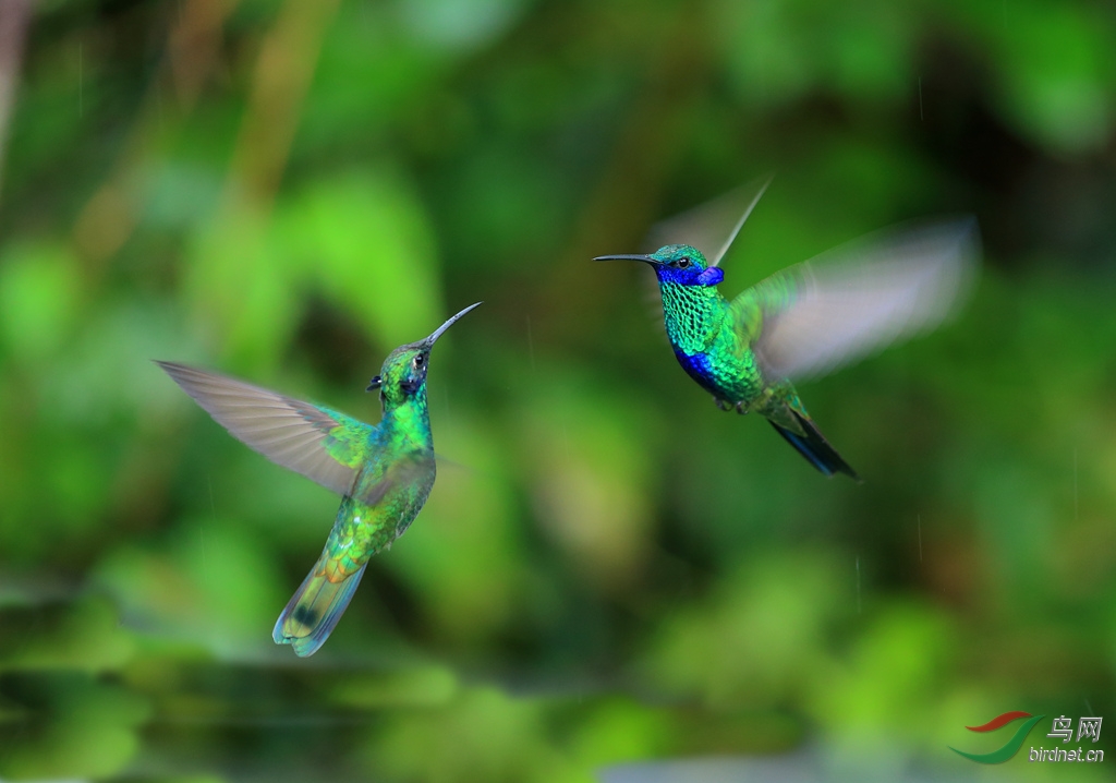 ���϶�����Sparkling Violetear.jpg