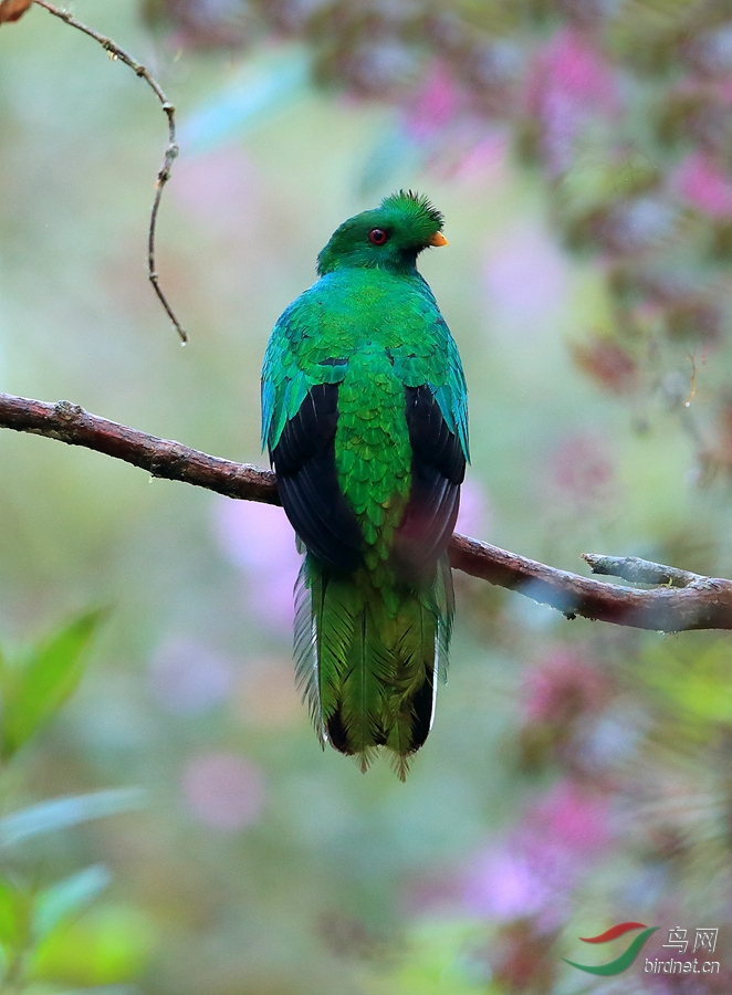 凤头绿咬鹃crested quetzal_副本.jpg