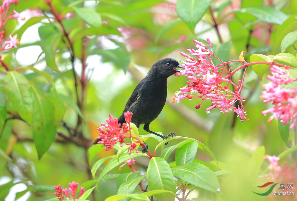 �Ժڴ̻���Glossy Flowerpiercer.jpg