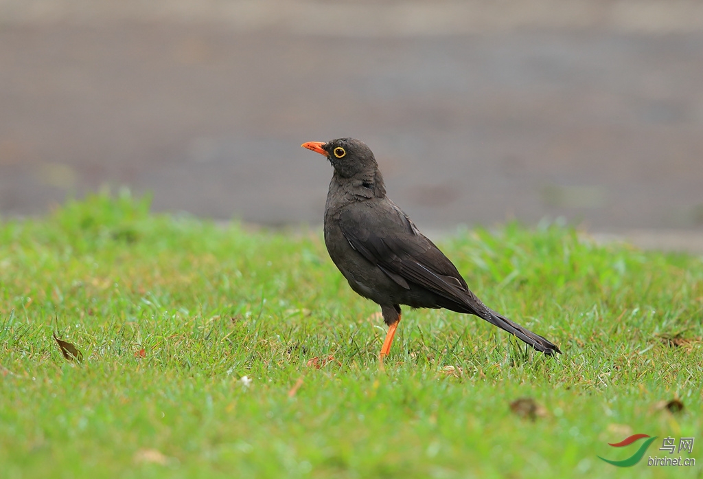 �����Great Thrush.jpg