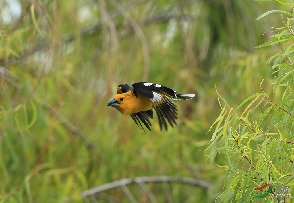 �Ƹ��װ߳�ȸGolden-bellied Grosbeak.jpg