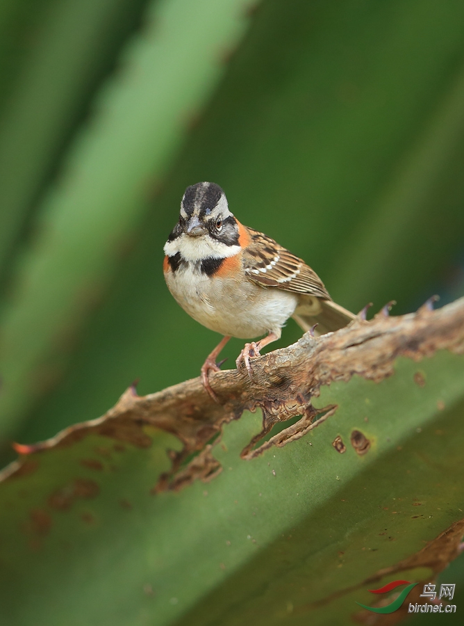 ������MRufous-collared Sparrow.jpg