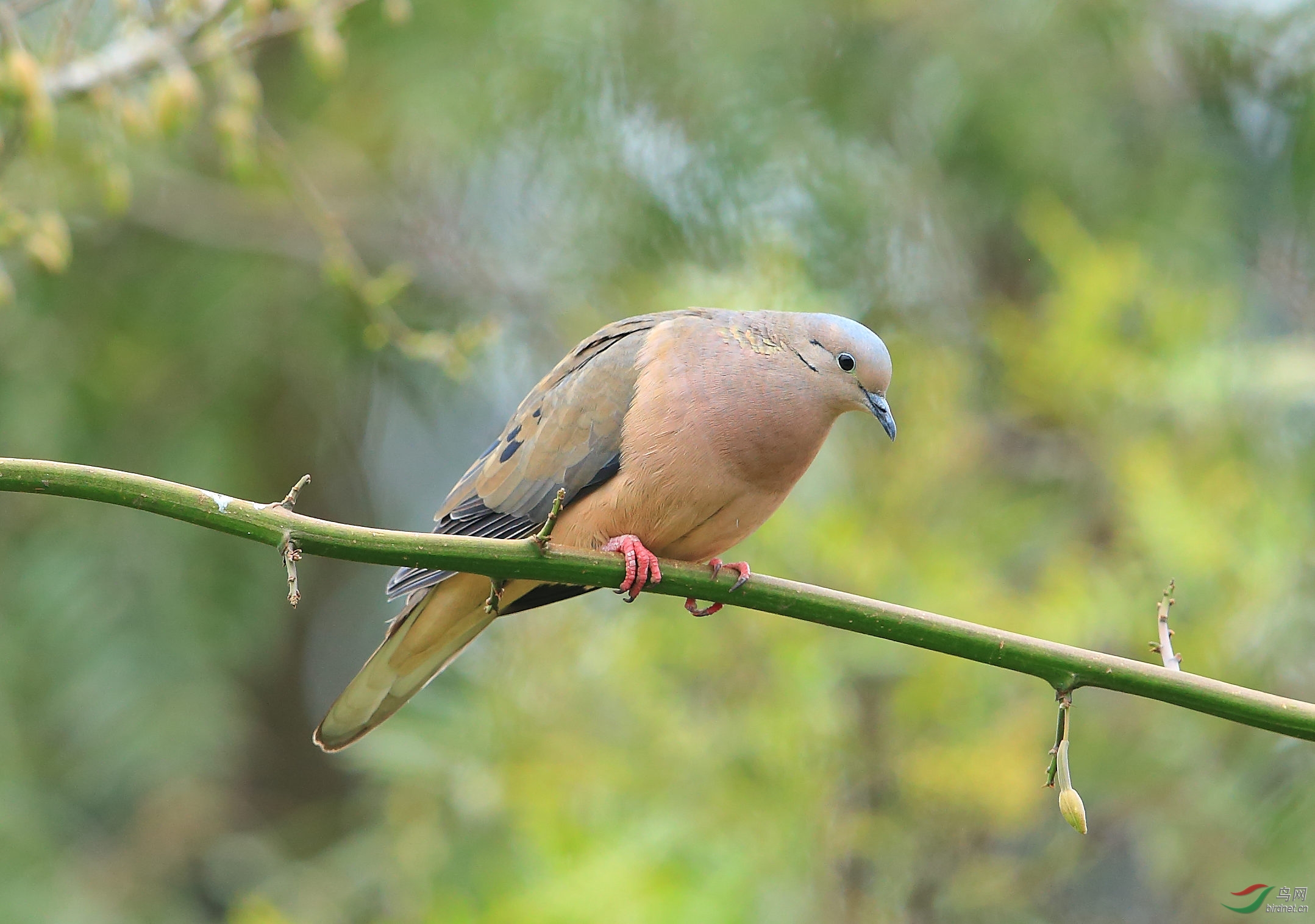 �߼հ���Eared Dove.jpg