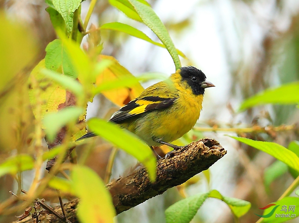 �ڽ��ȸhooded siskin.jpg