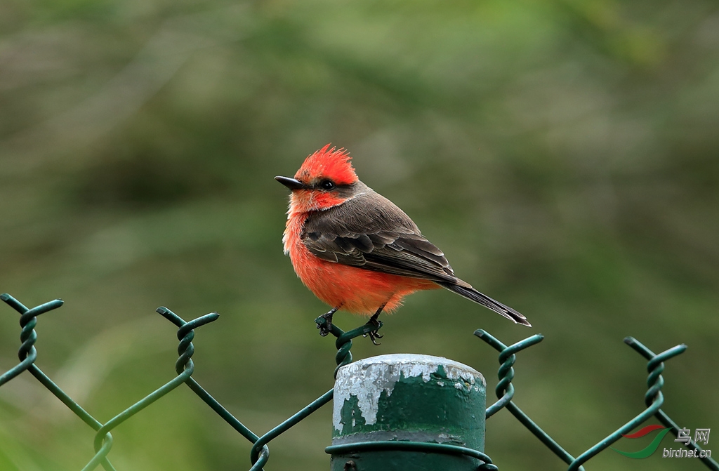 �����OVermilion Flycatcher.jpg