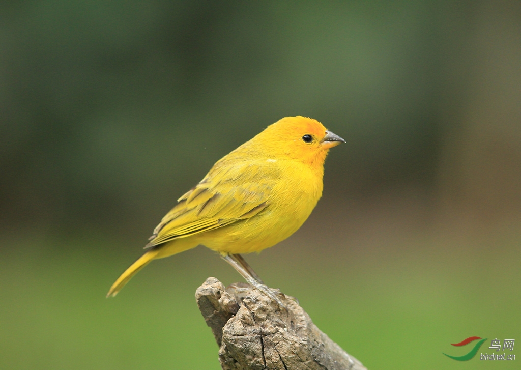 �Ȼ�ȸ�MSaffron Finch.jpg
