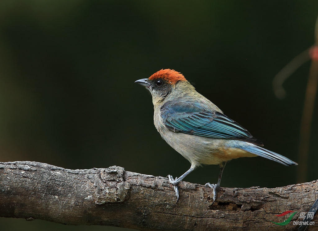 �춥�Ƽ���ȸScrub Tanager.jpg