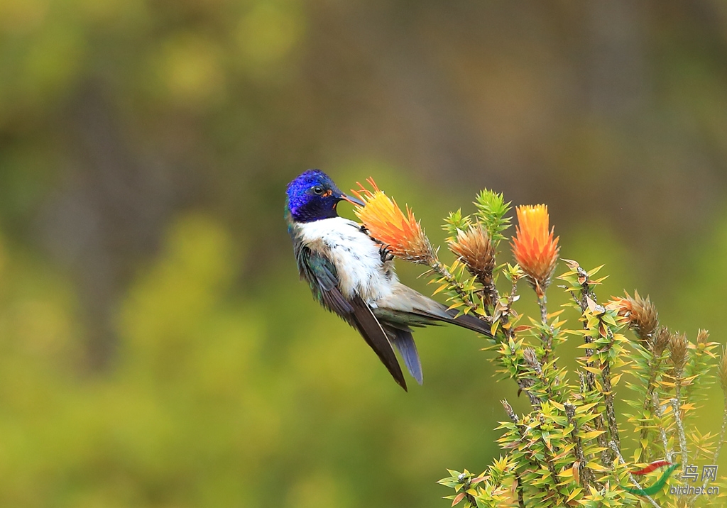 �Ͻ�ɽ����Ecuadorian Hillstar.jpg