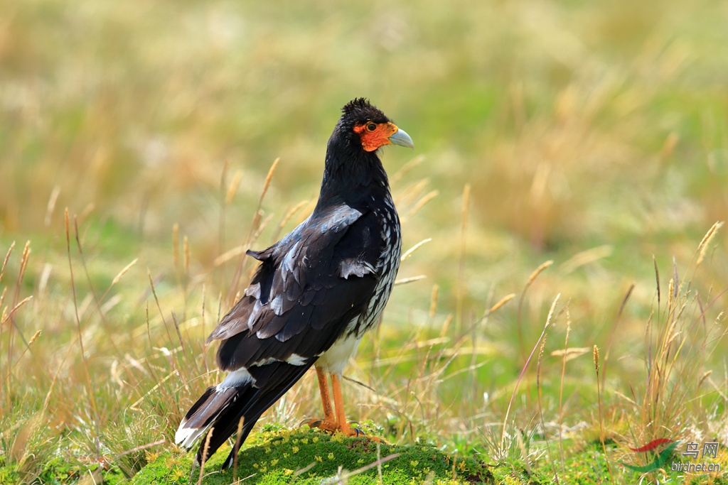 �ھ���Carunculated Caracara.jpg
