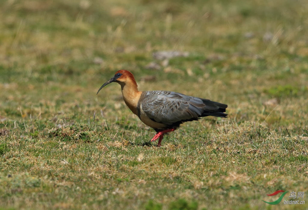 �����qBlack-faced Ibis.jpg