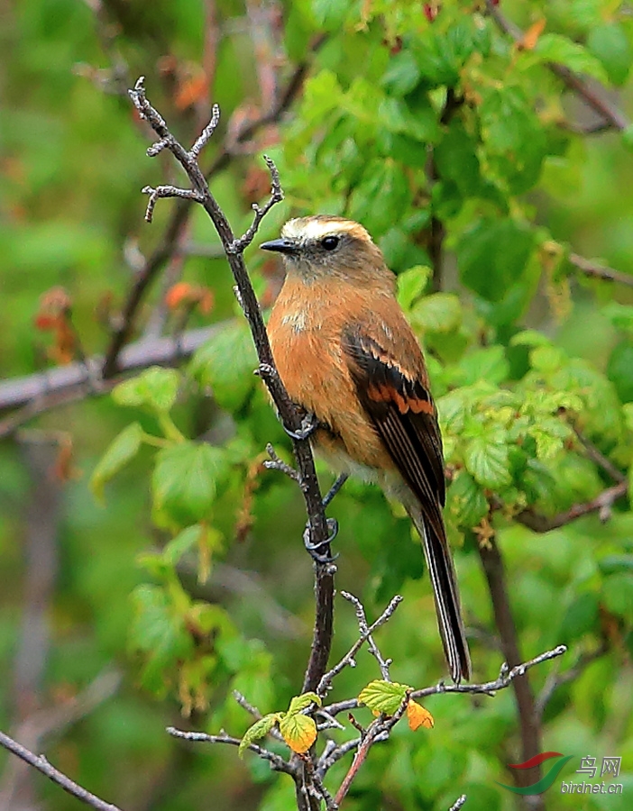 �ֱ�����OBrown-backed Chat-Tyrant.jpg