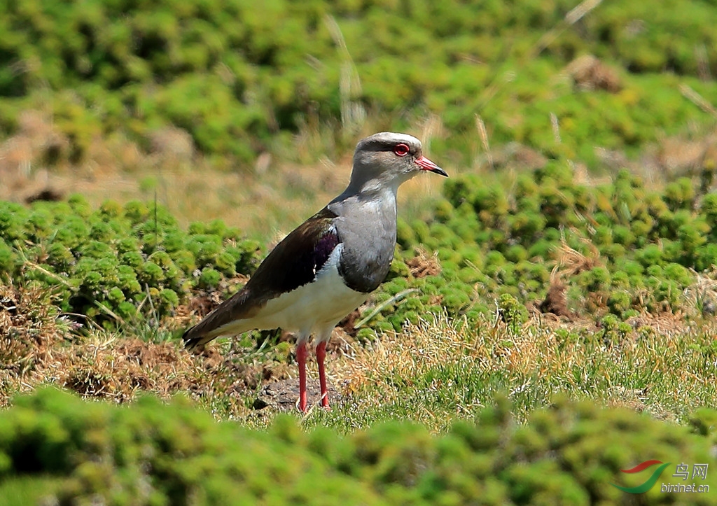����˹��Andean Lapwing.jpg