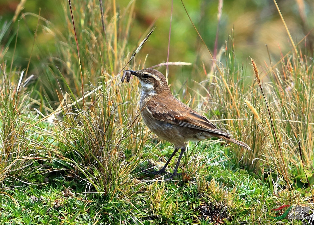 �߳ᶶβ��ȸBar-winged Cinclodes.jpg