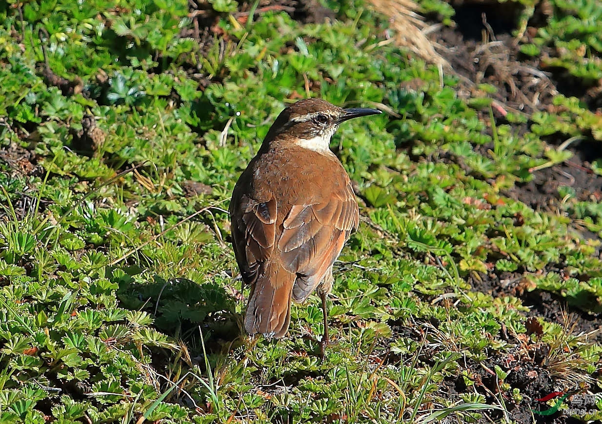���춶β��ȸStout-billed Cinclodes.jpg