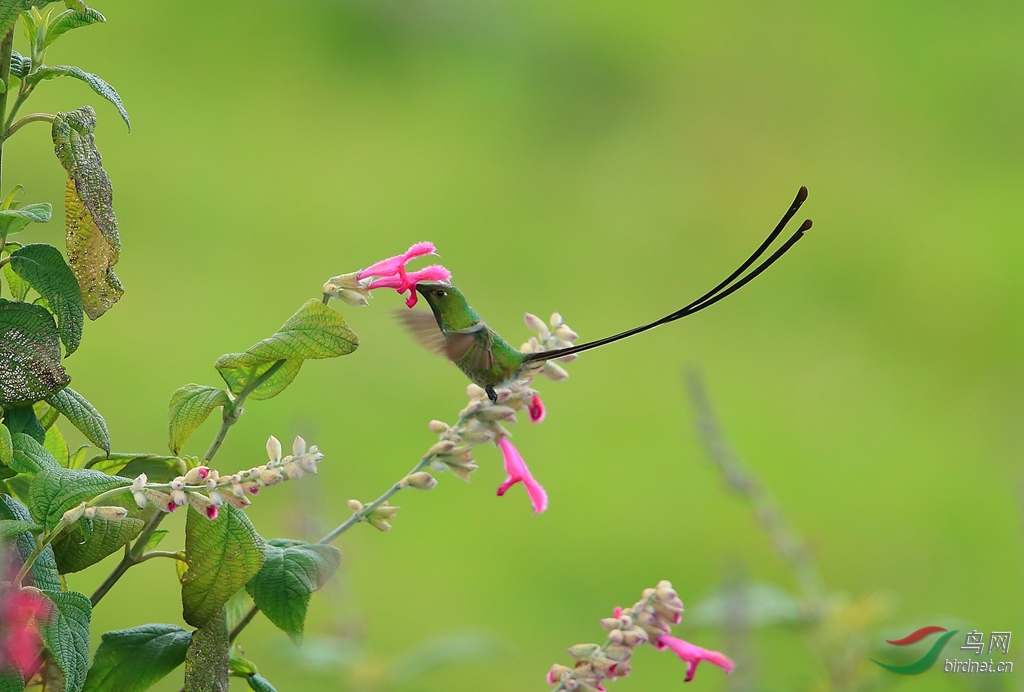 �ڴ�β����Black-tailed Trainbearer_����.jpg