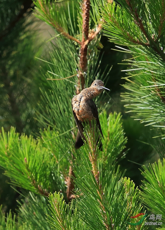 �޷���Giant Hummingbird.jpg
