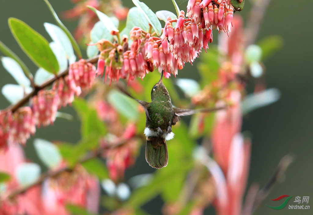 ���̻�β����Viridian Metaltail.jpg