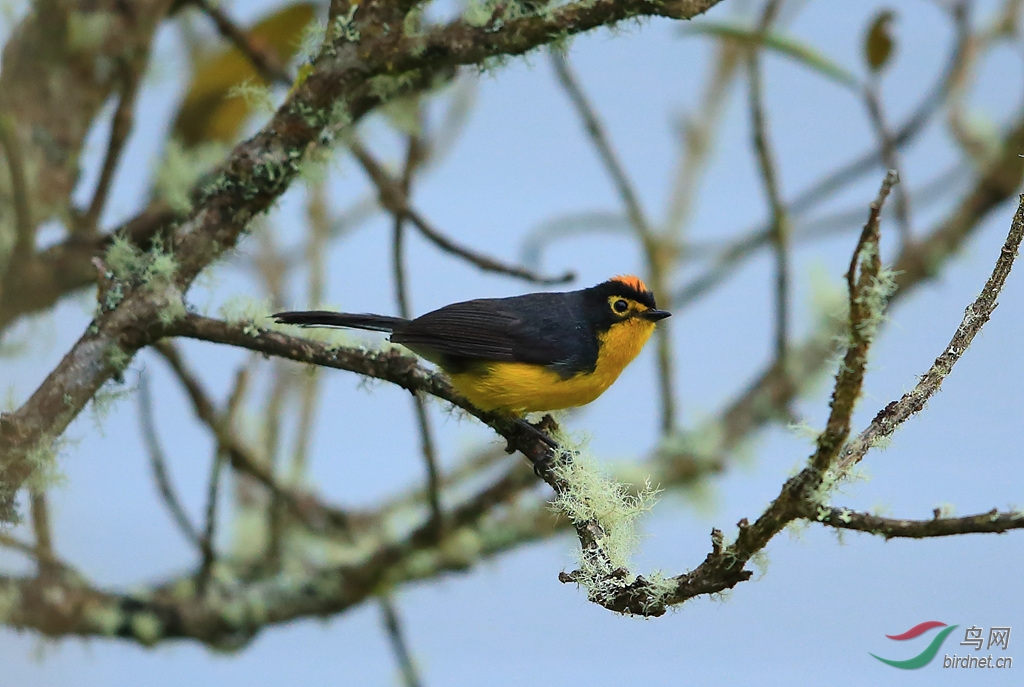 ��ͷ�ݺSpectacled Redstart.jpg
