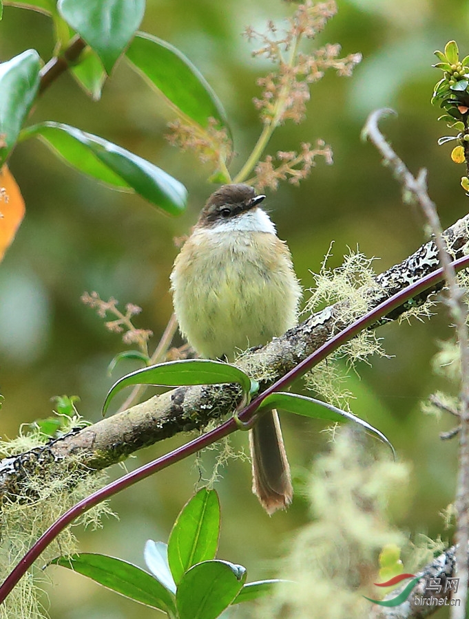 �׺������OWhite-throated Tyrannulet.jpg