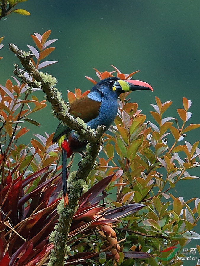 ����ɽ������3Grey-breasted Mountain-Toucan.jpg