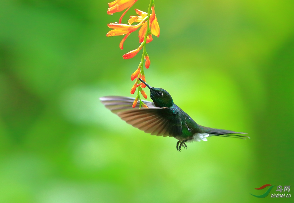 ���������Tourmaline Sunangel.jpg