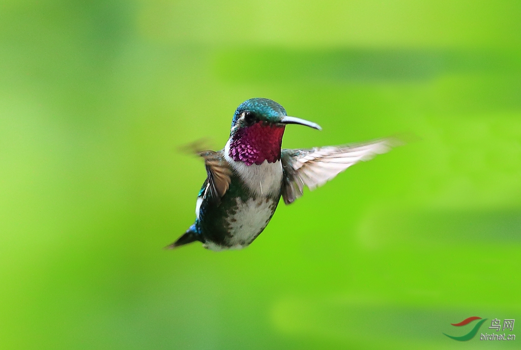 �׸��ַ���White-bellied Woodstar.jpg
