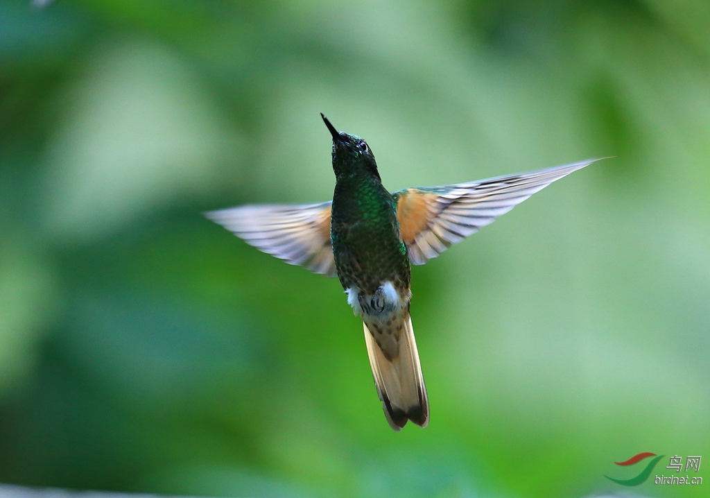 ��β�����Buff-tailed Coronet.jpg