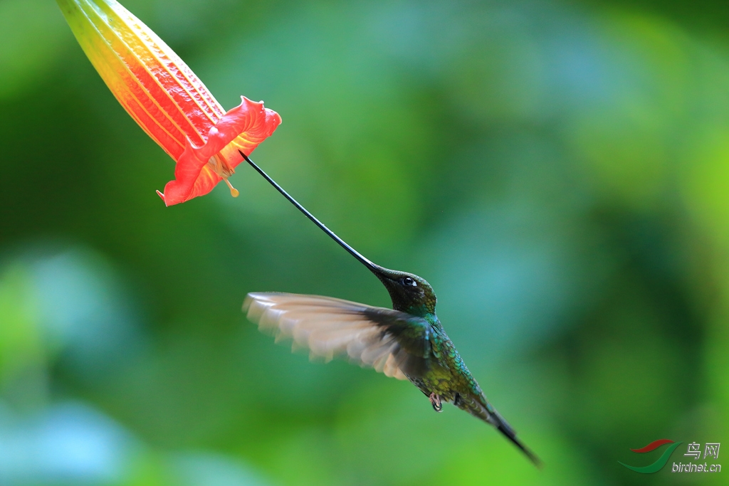 �������Sword-billed Hummingbird.jpg