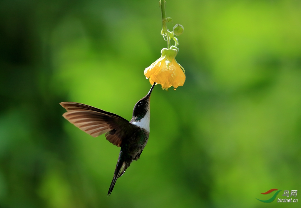���Ƕ����Collared Inca.jpg