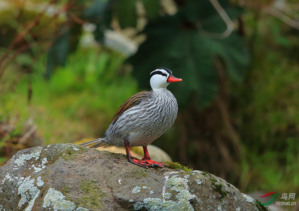 ��Ѽorrent Duck.jpg