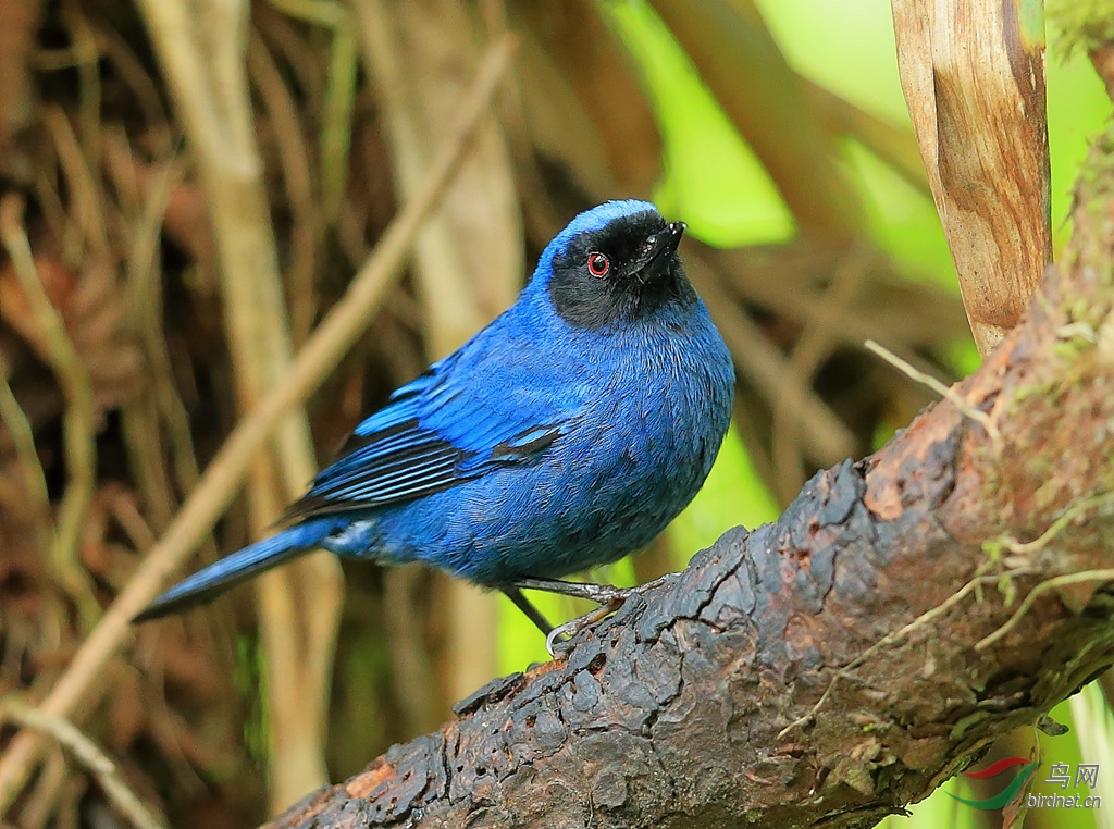 �����̻���Masked Flowerpiercer.jpg