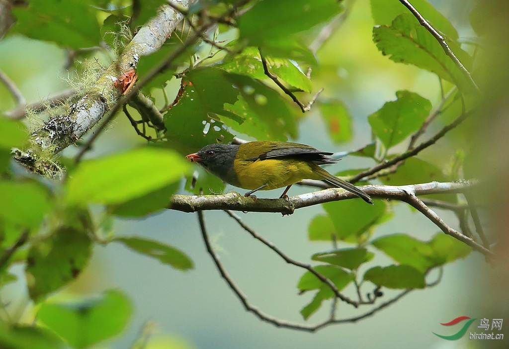 ��ͷ޴����ȸGray-hooded Bush Tanager.jpg