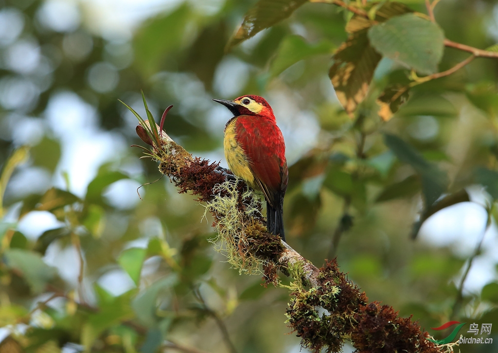 �챳��ľ��Crimson-mantled Woodpecker.jpg