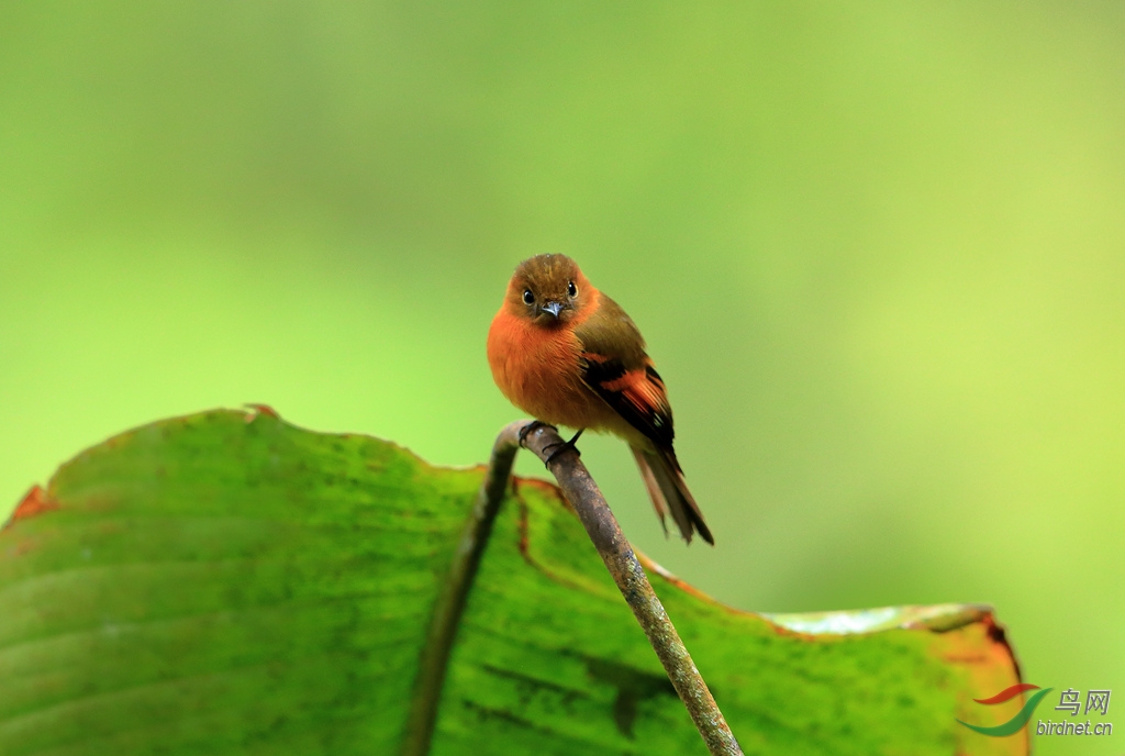 �����OCinnamon Flycatcher.jpg