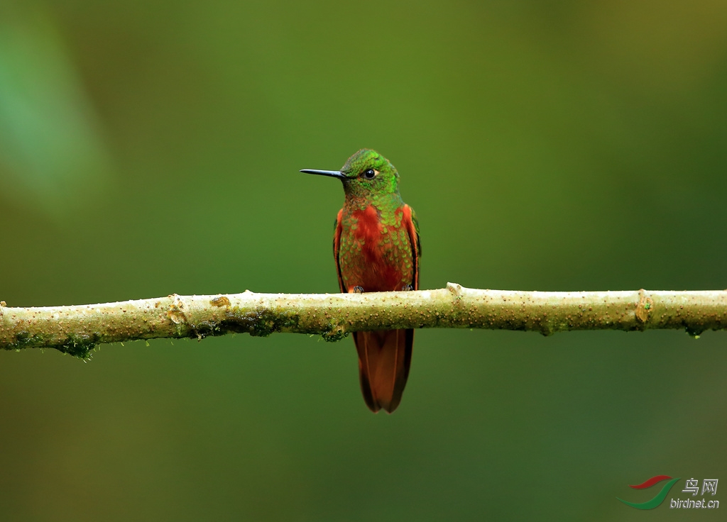 ���������Chestnut-breasted Coronet.jpg