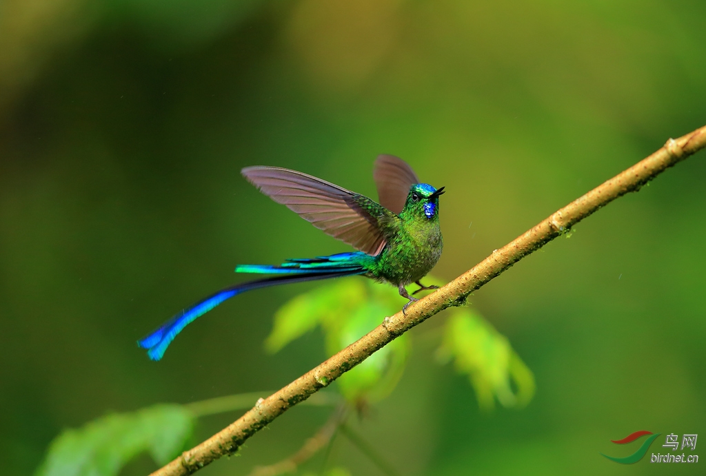 ��β����Long-tailed Sylph.jpg