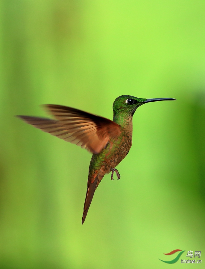 ���ػԷ���Fawn-breasted Brilliant.jpg