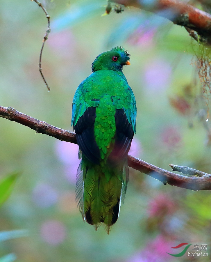 ��ͷ��ҧ��Crested Quetzal.jpg