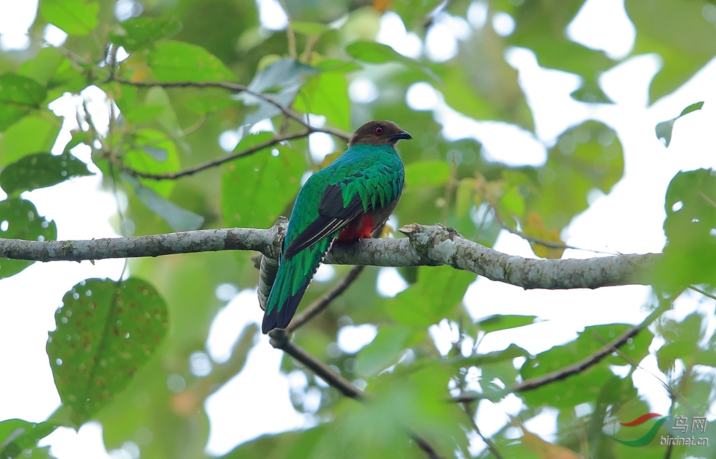 ��ͷ��ҧ���Crested Quetzal_����.jpg
