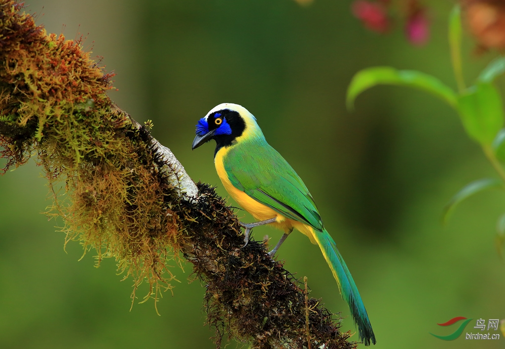 ����ѻGreen Jay_����.jpg