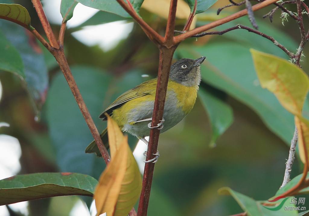 �������ȸCommon Bush-Tanager.jpg